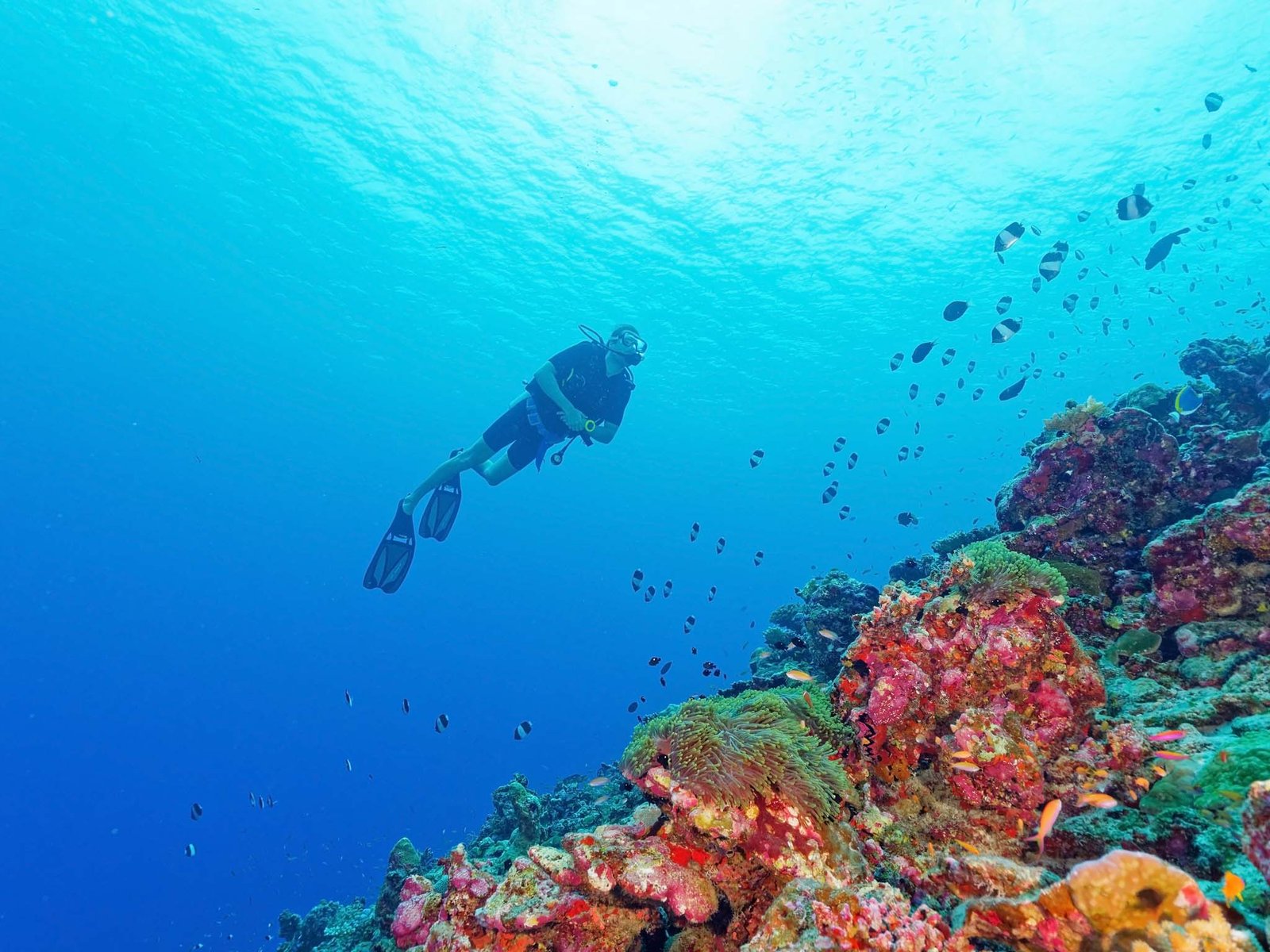 Scuba Diving in Maldives - PADI
