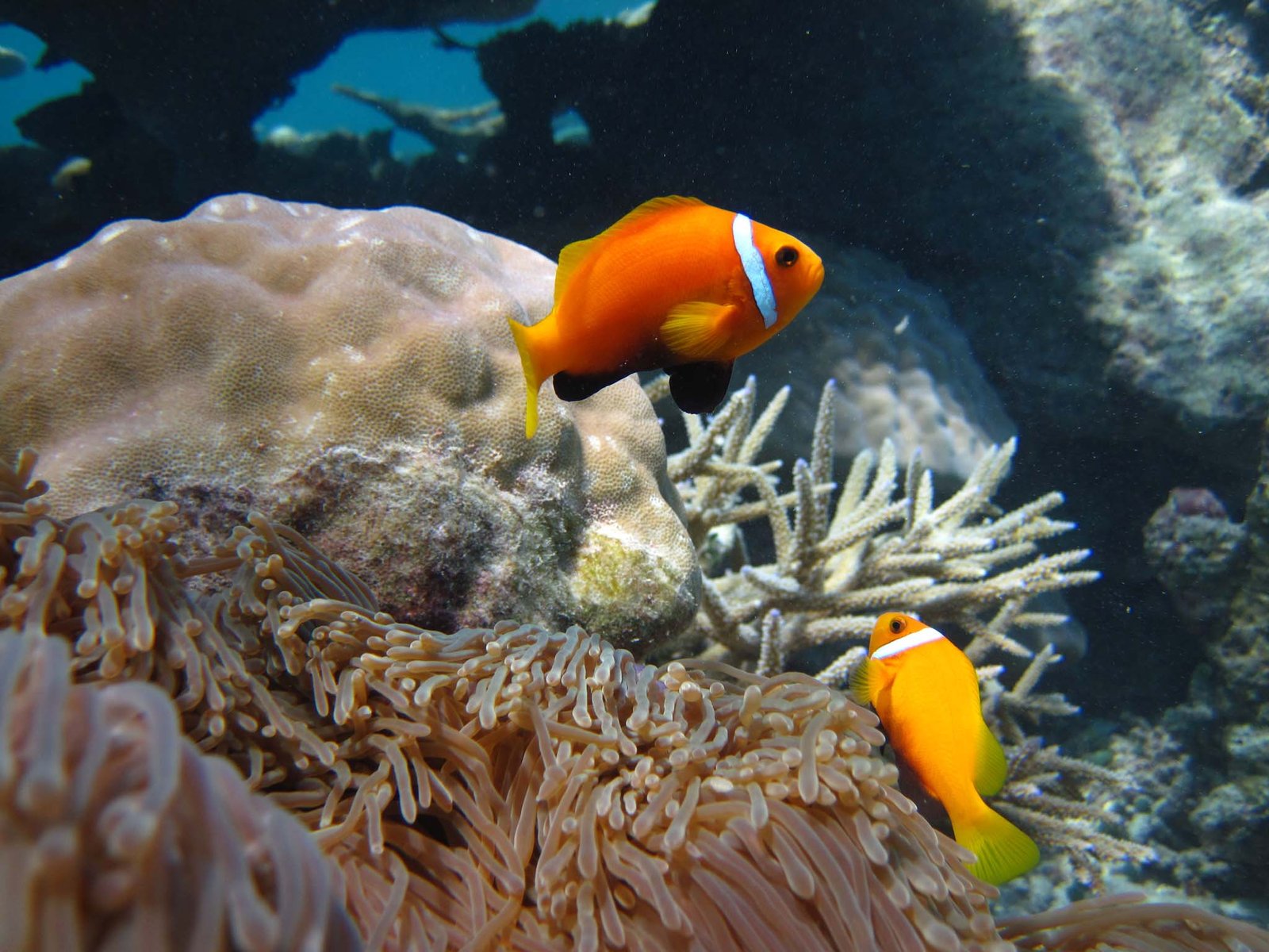 Scuba Diving in Maldives – PADI