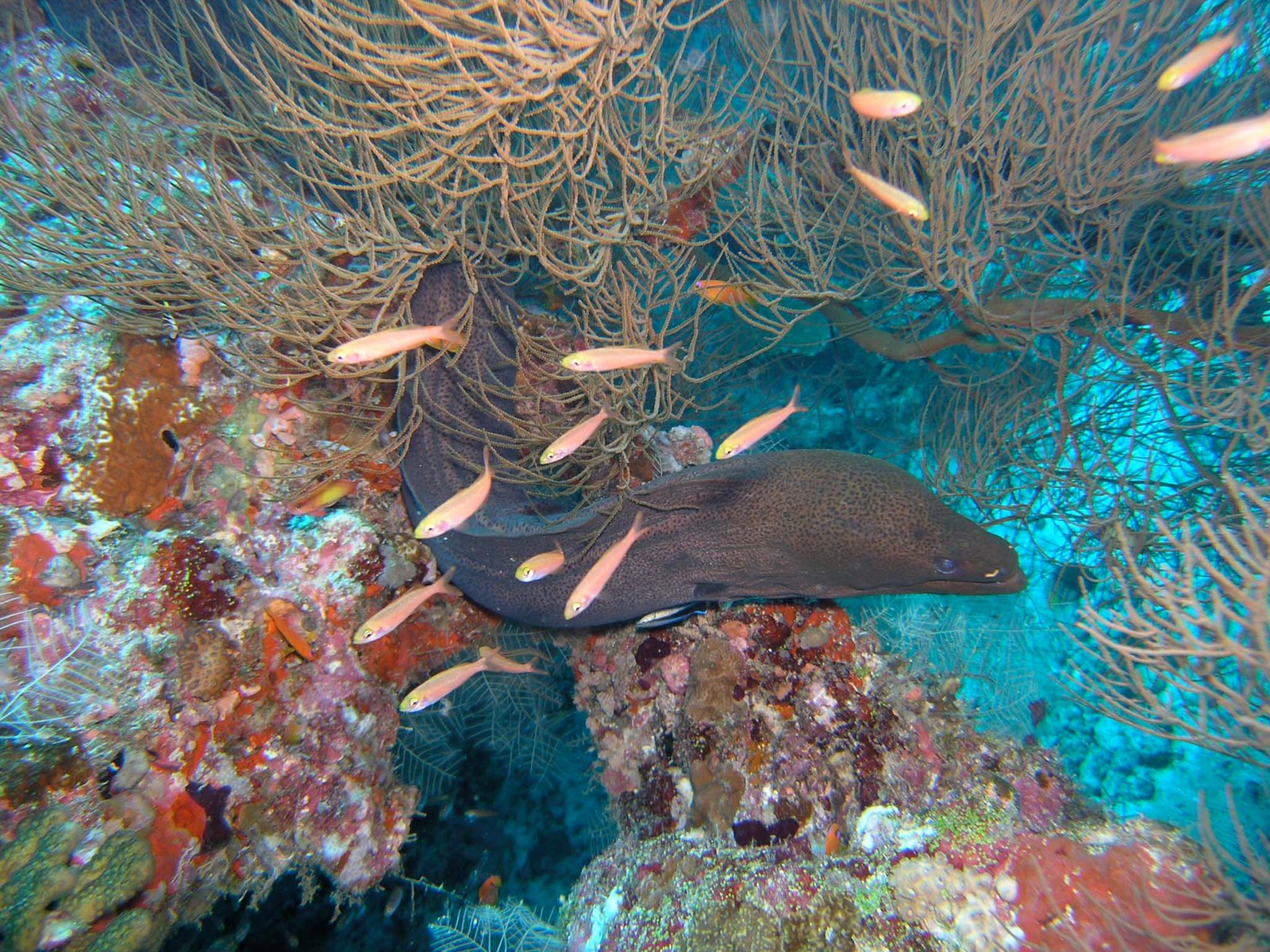Go Deeper Reef Talk - Things to do in Maldives