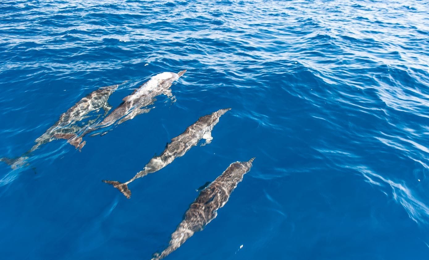 Lucky Dolphin Cruise - Things to do in Maldives