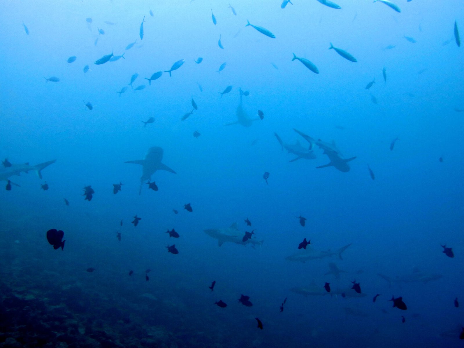 Scuba Diving in Maldives – PADI