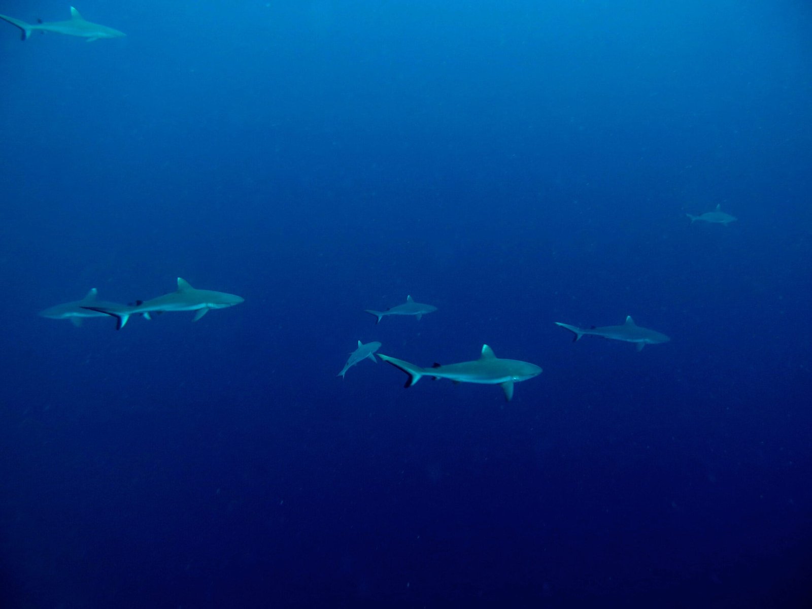 Scuba Diving in Maldives – PADI