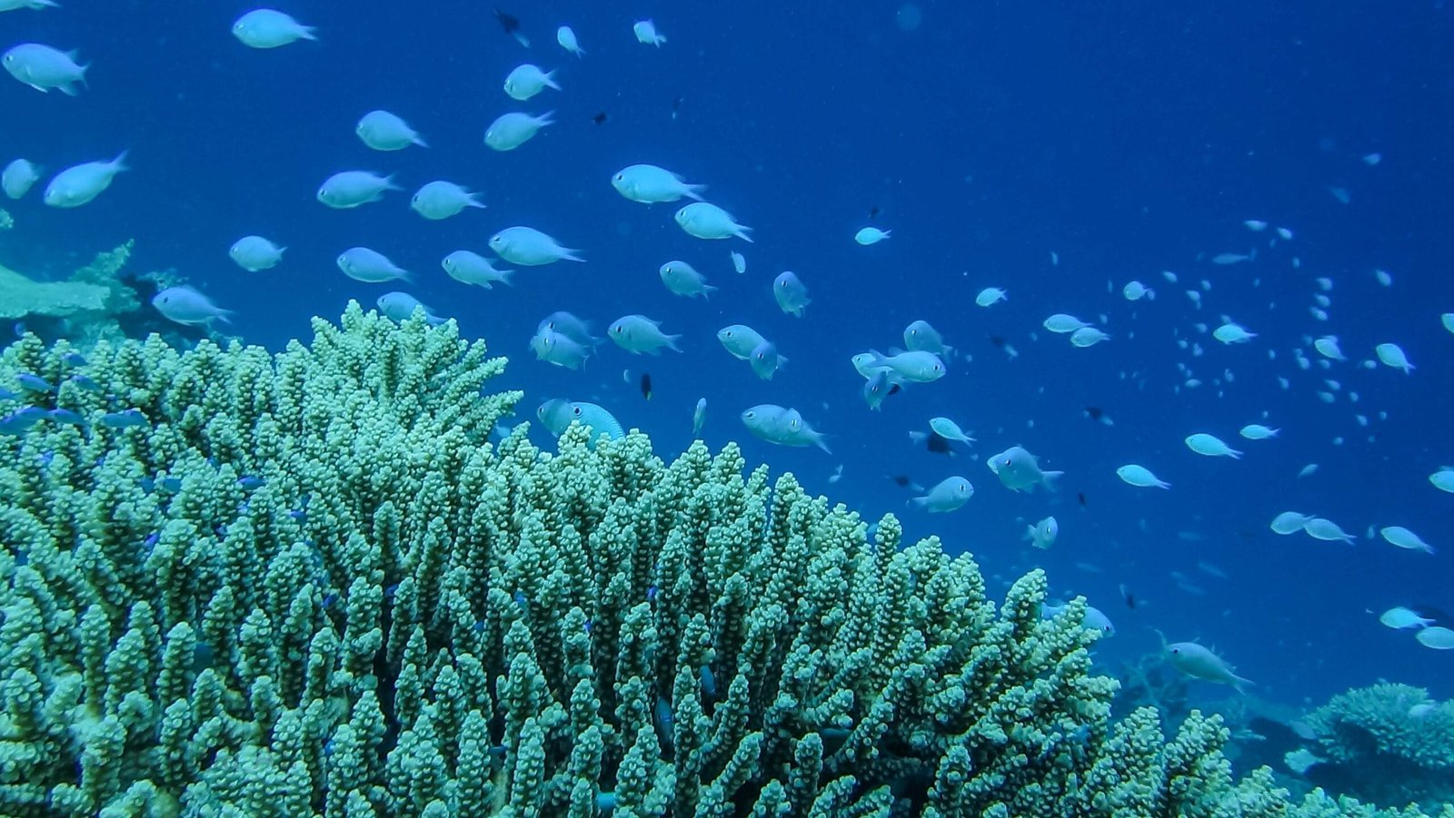 Scuba Diving in Maldives – PADI