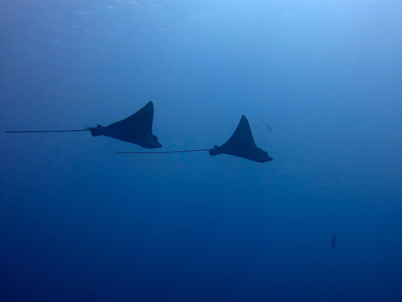 Scuba Diving in Maldives – PADI