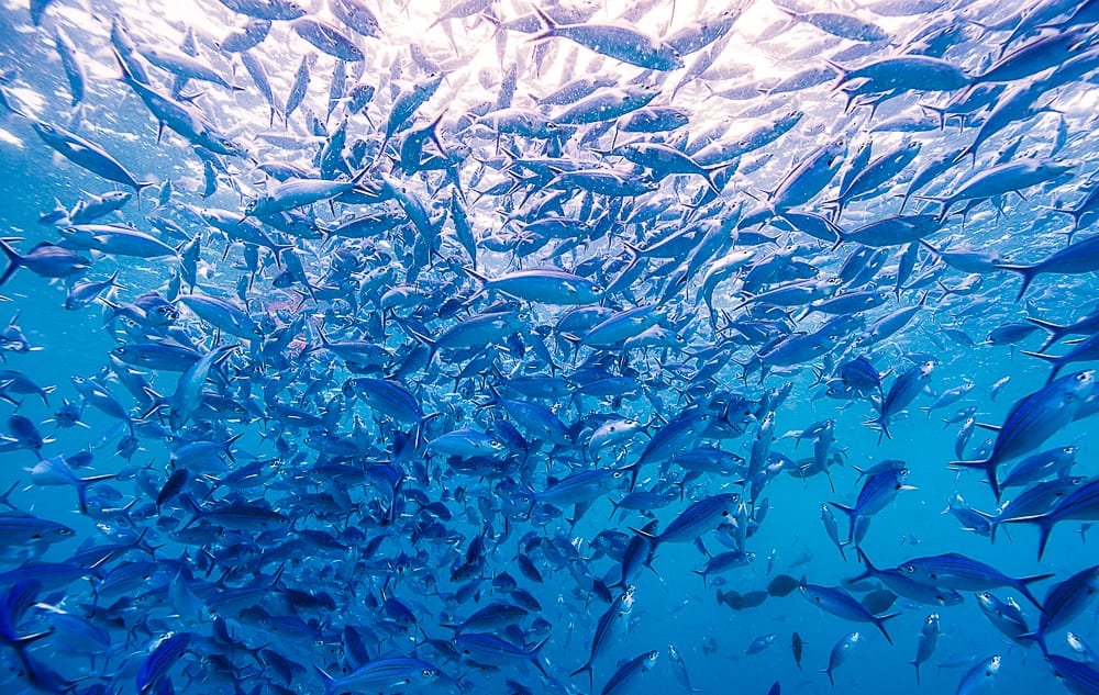 Scuba Diving in Maldives – PADI