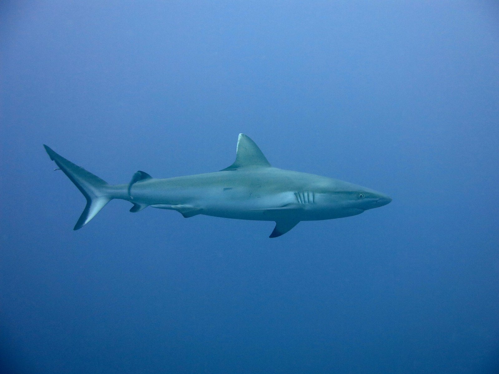 Scuba Diving in Maldives – PADI