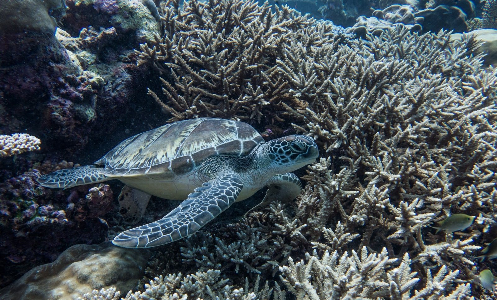 Scuba Diving in Maldives – PADI
