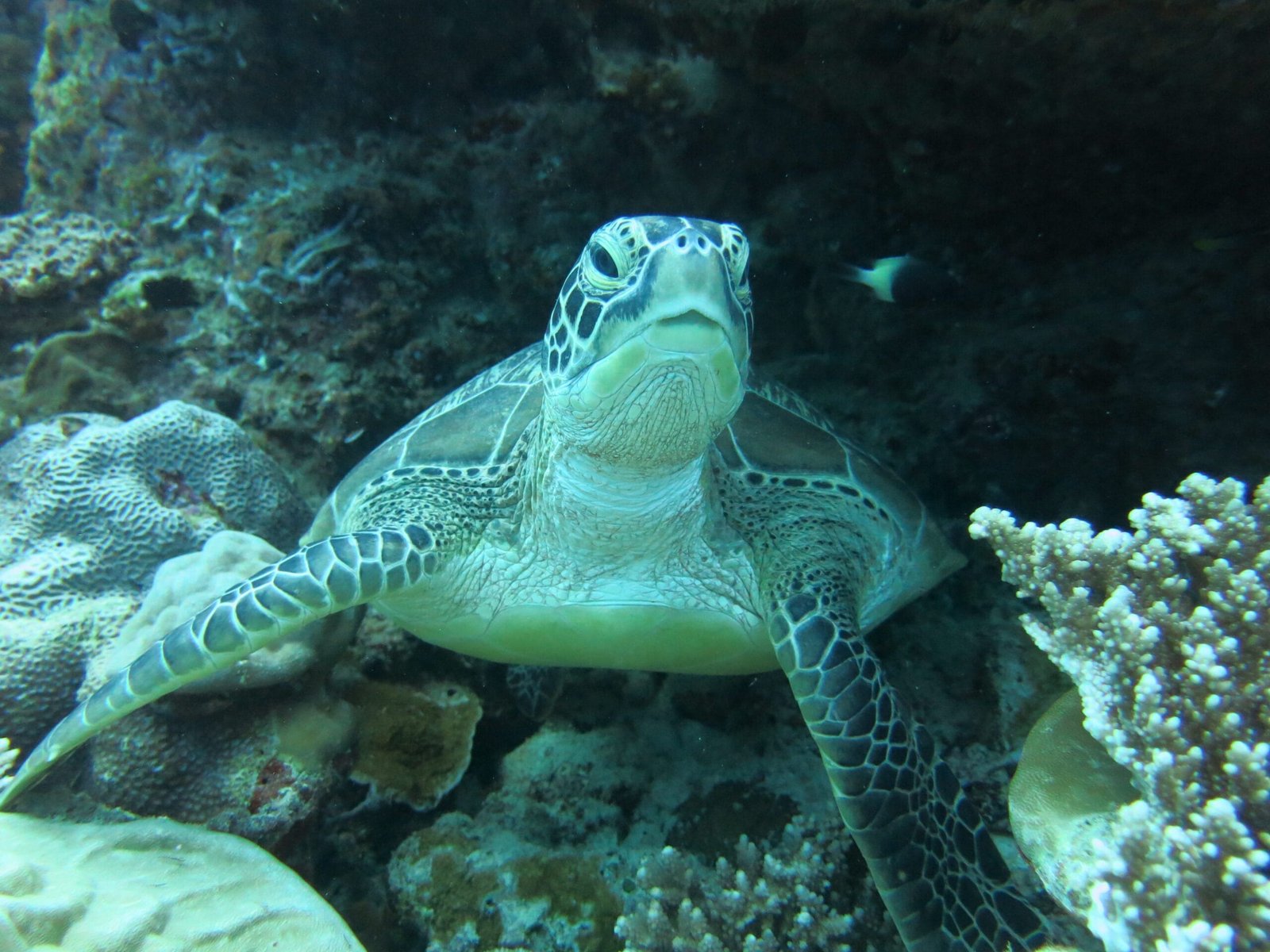 Scuba Diving in Maldives – PADI