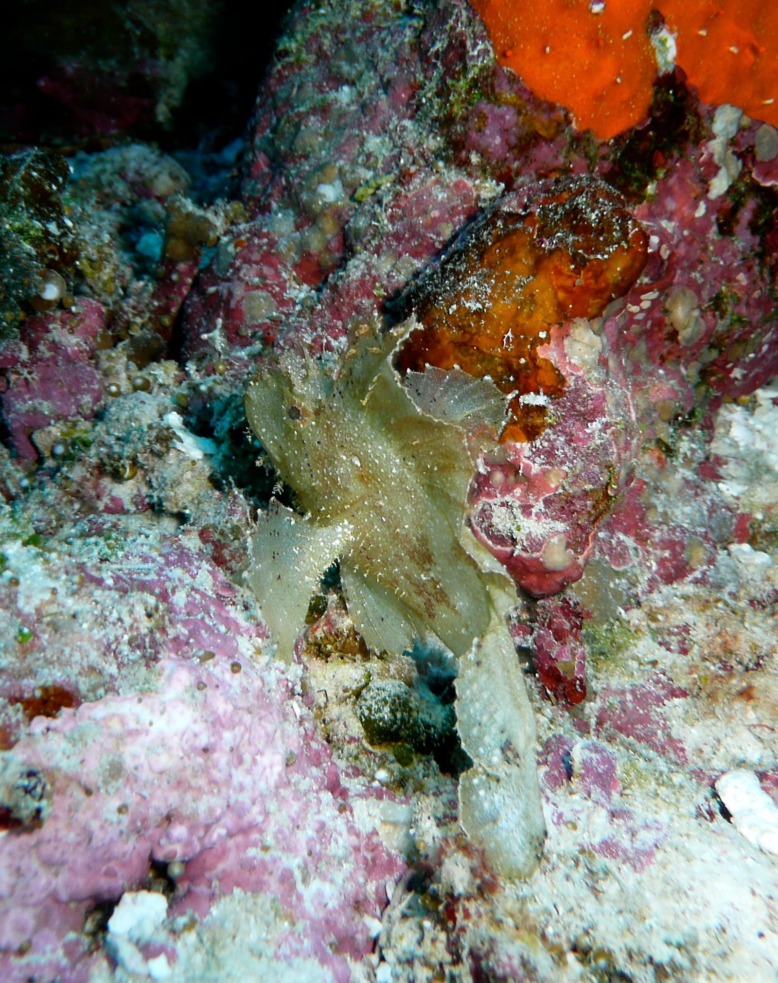 Scuba Diving in Maldives – PADI