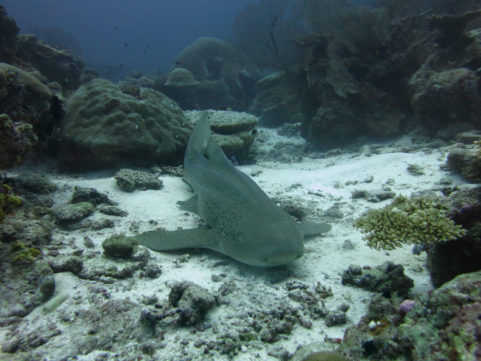 Scuba Diving in Maldives – PADI