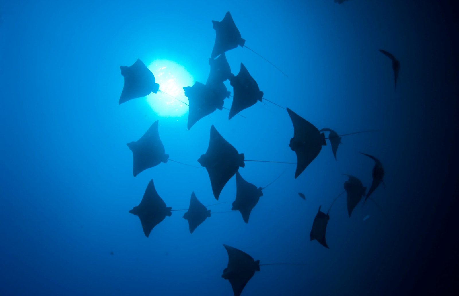 Scuba Diving in Maldives – PADI