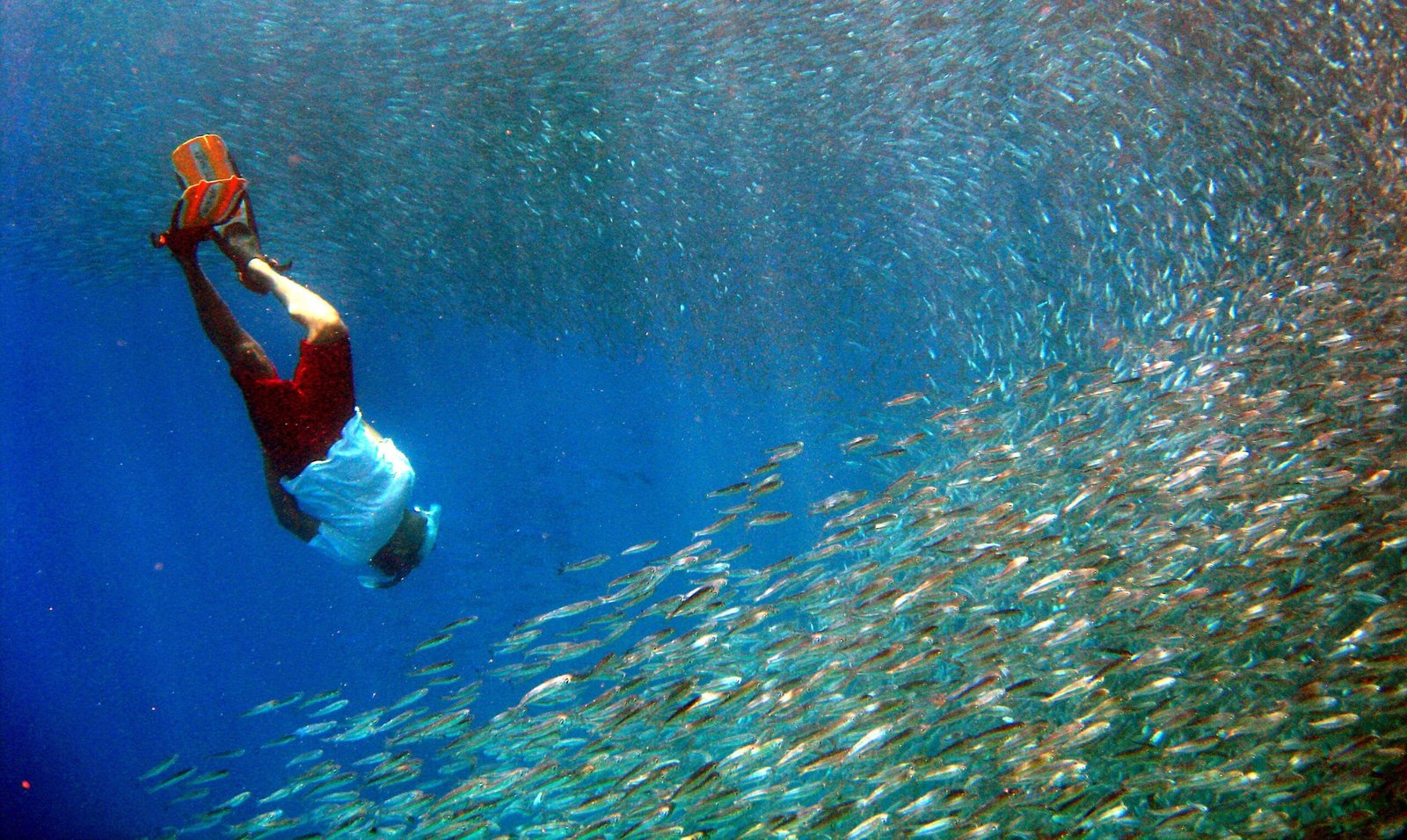 Scuba Diving in Maldives – PADI