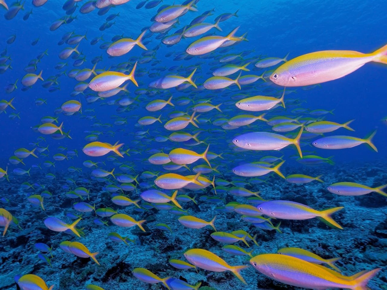 Scuba Diving in Maldives – PADI