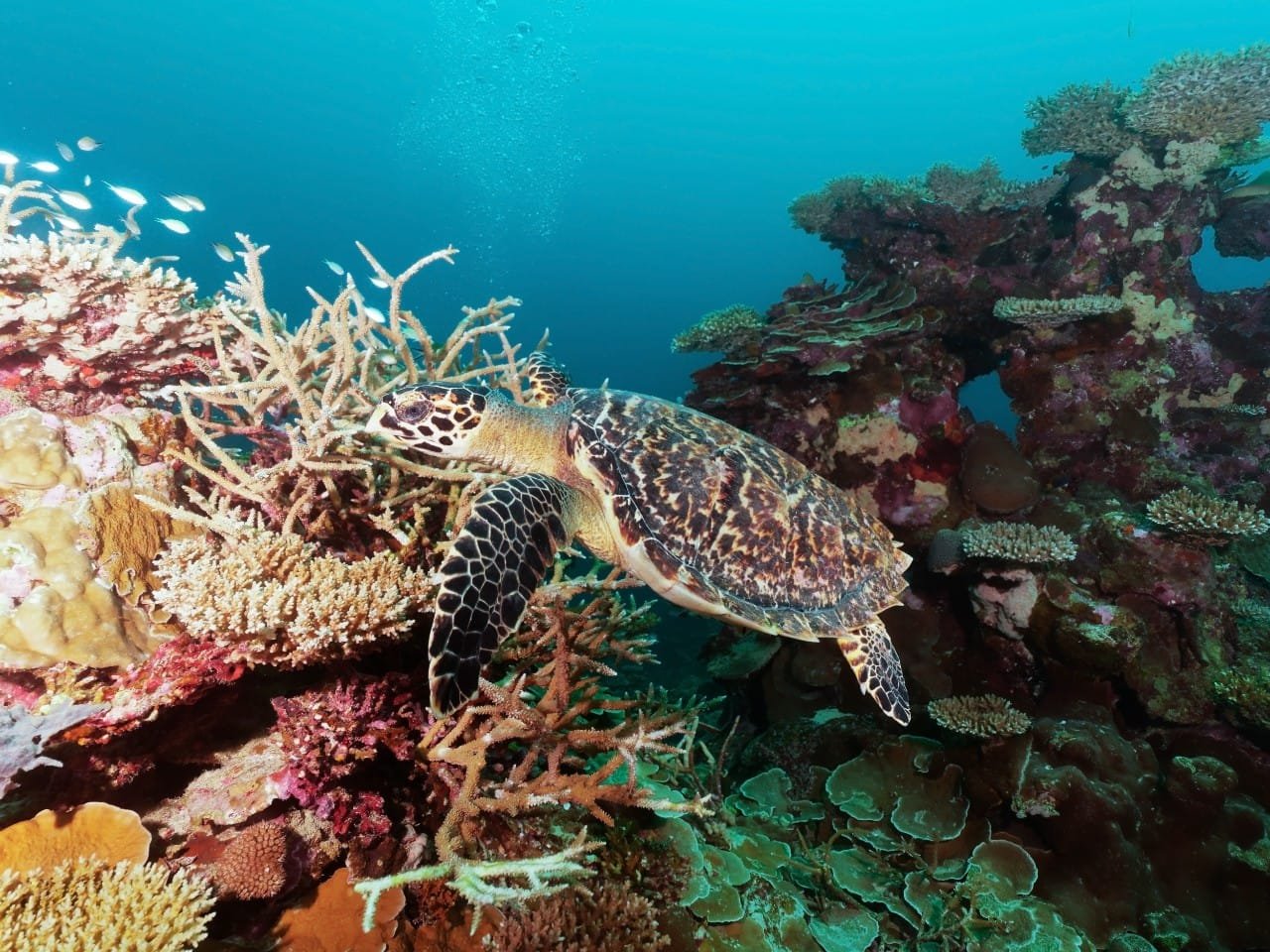 Scuba Diving in Maldives – PADI