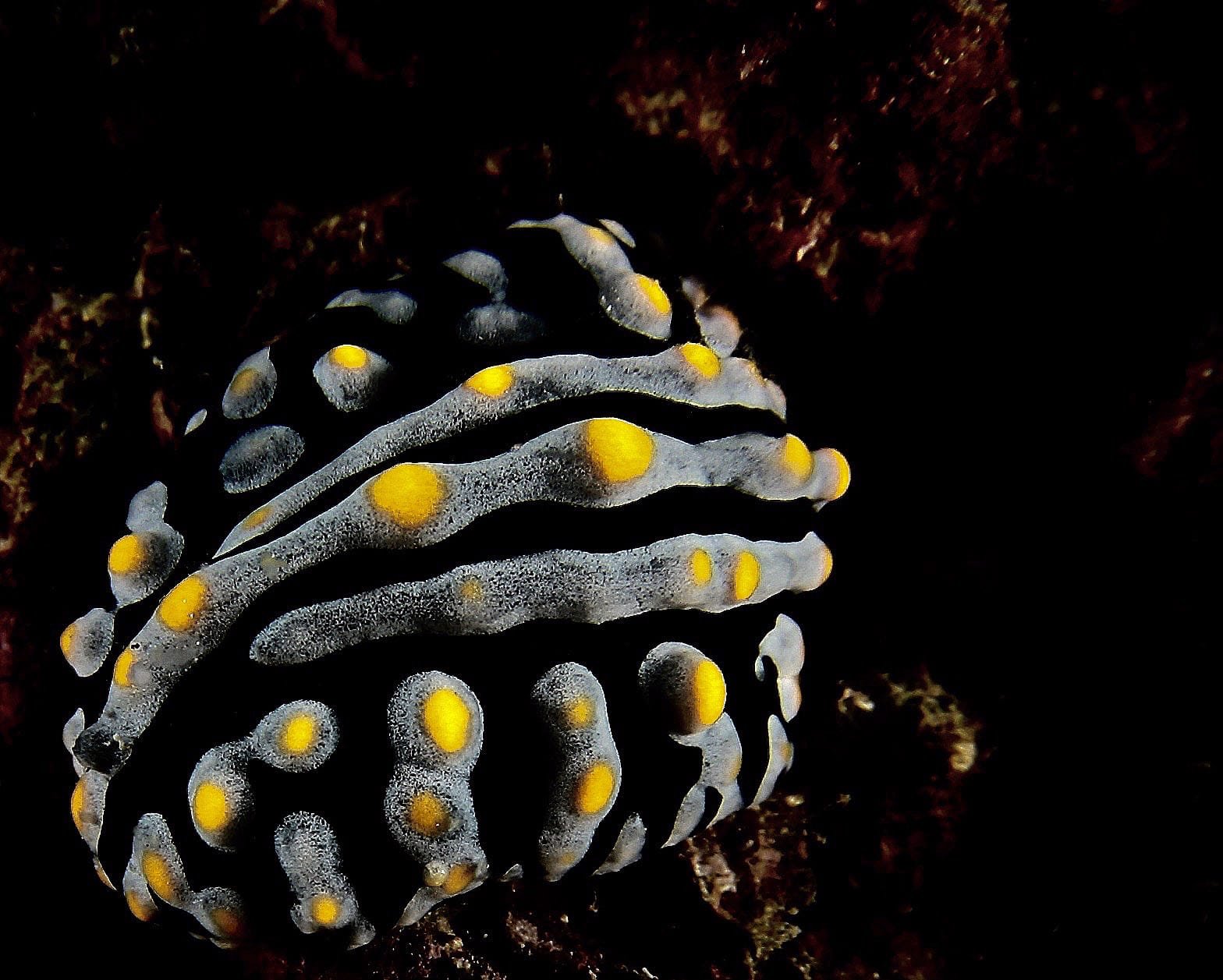 Scuba Diving in Maldives – PADI