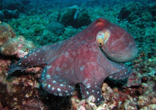Scuba Diving in Maldives – PADI