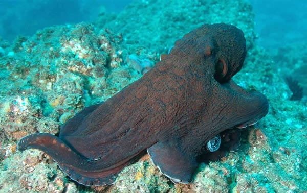 Scuba Diving in Maldives – PADI