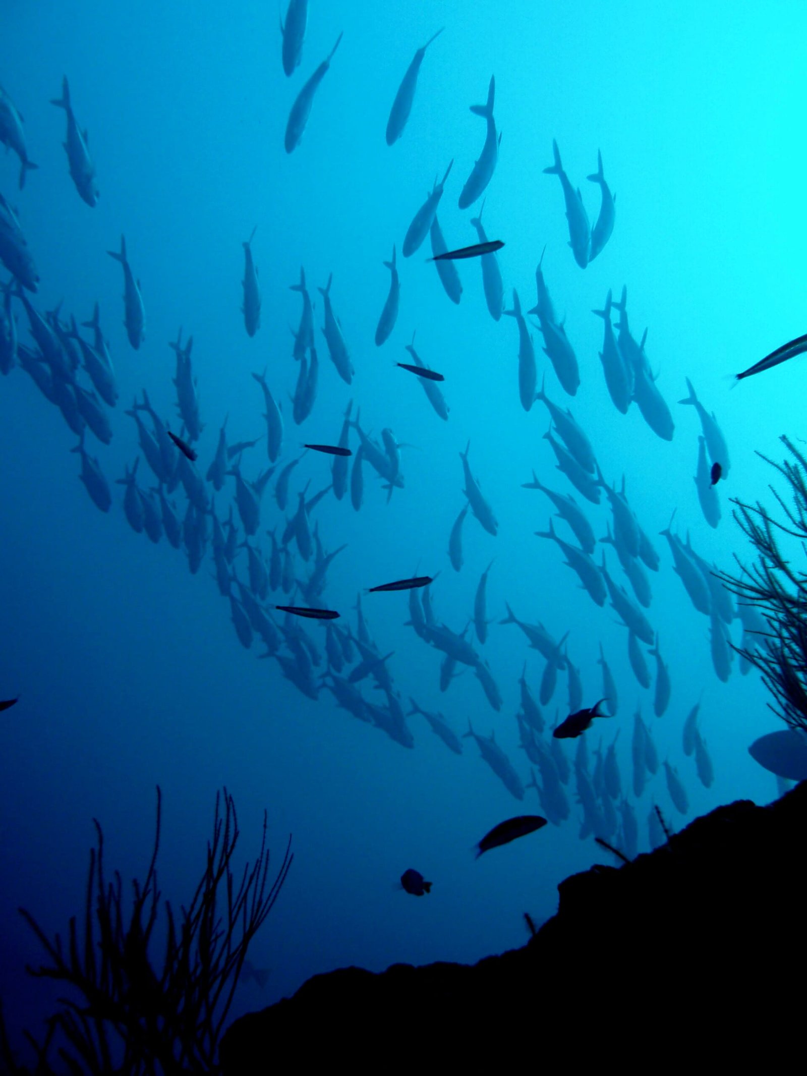 Scuba Diving in Maldives – PADI