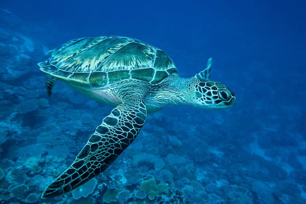 Scuba Diving in Maldives – PADI