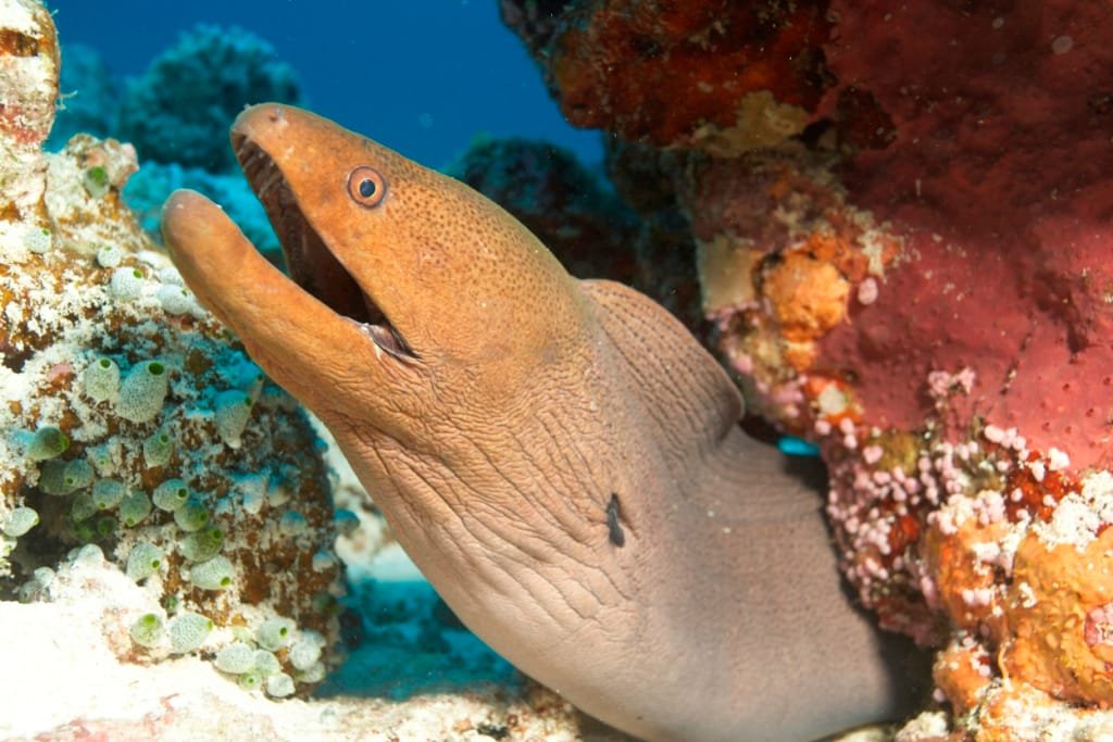 Scuba Diving in Maldives – PADI