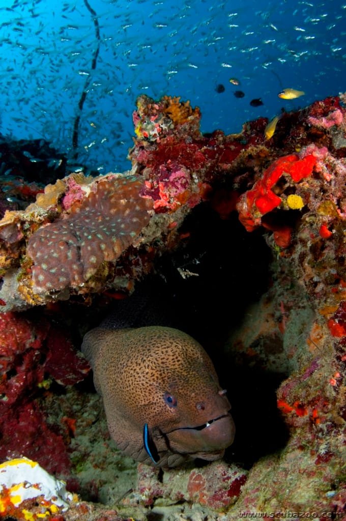 Scuba Diving in Maldives – PADI