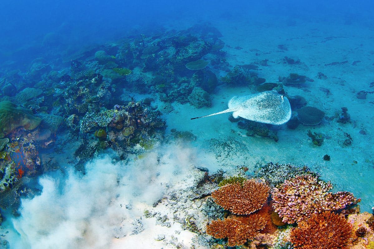 Scuba Diving in Maldives – PADI