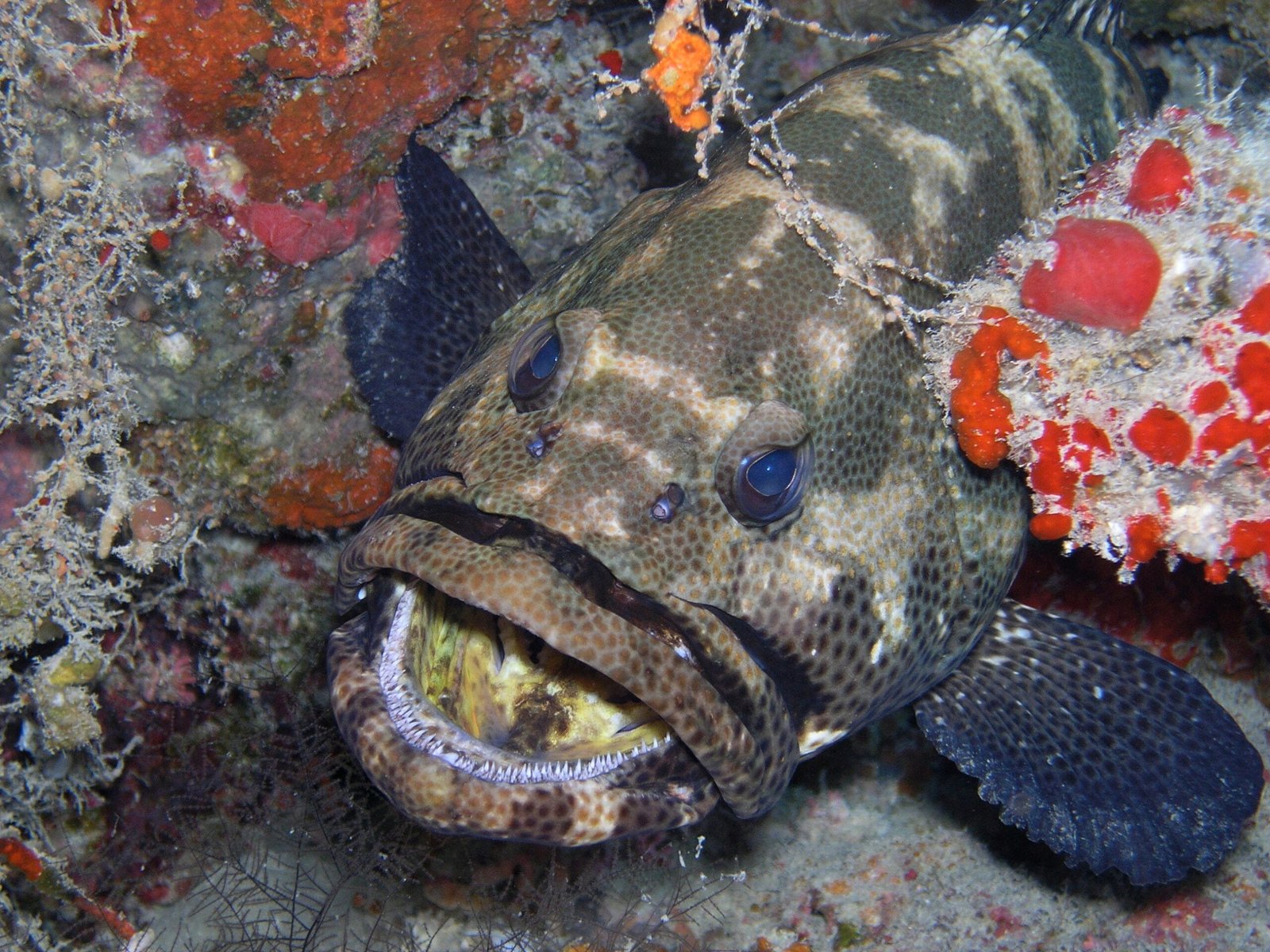Scuba Diving in Maldives – PADI