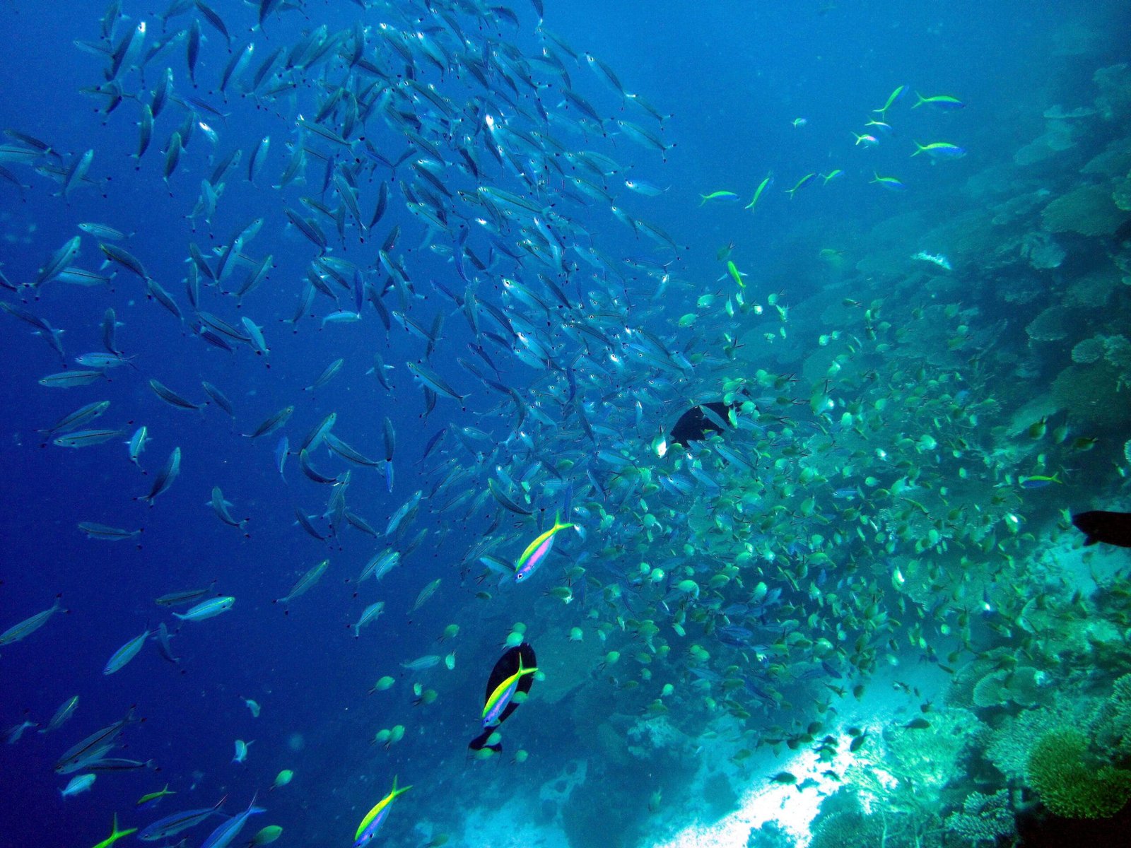 Scuba Diving in Maldives – PADI