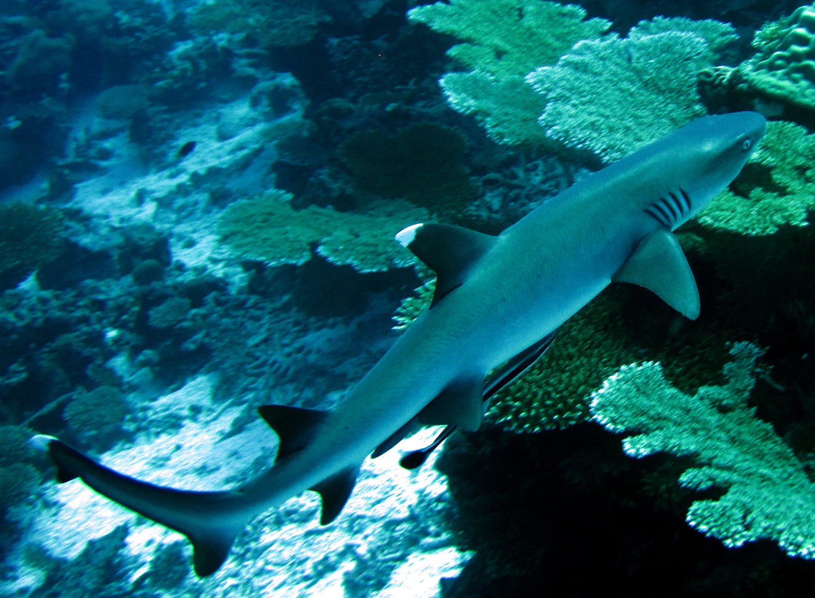 Scuba Diving in Maldives – PADI