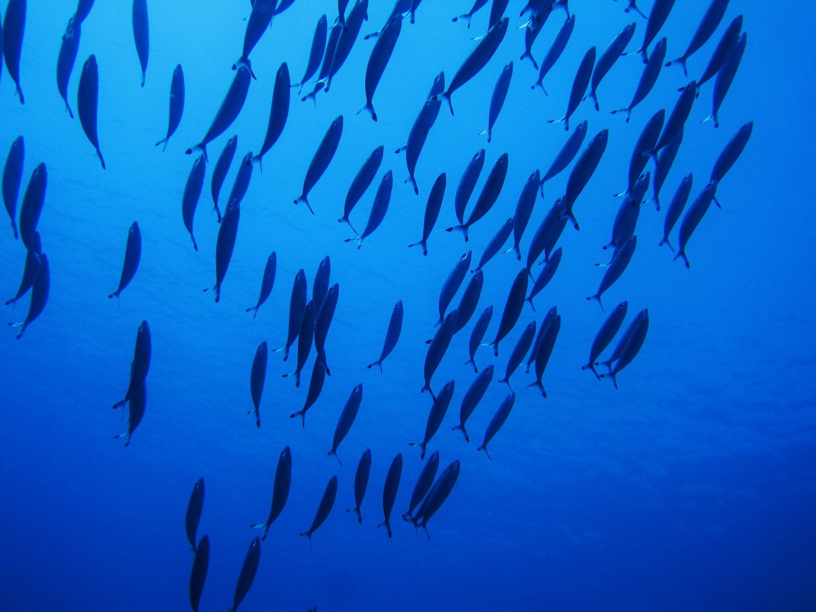Scuba Diving in Maldives – PADI
