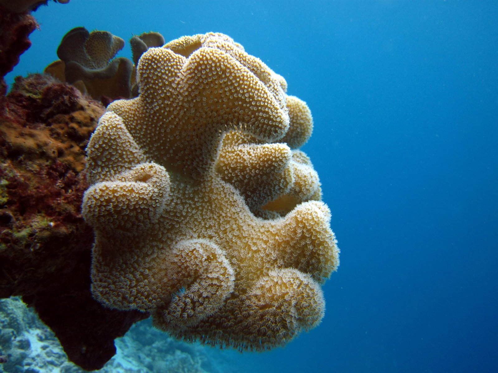 Scuba Diving in Maldives – PADI