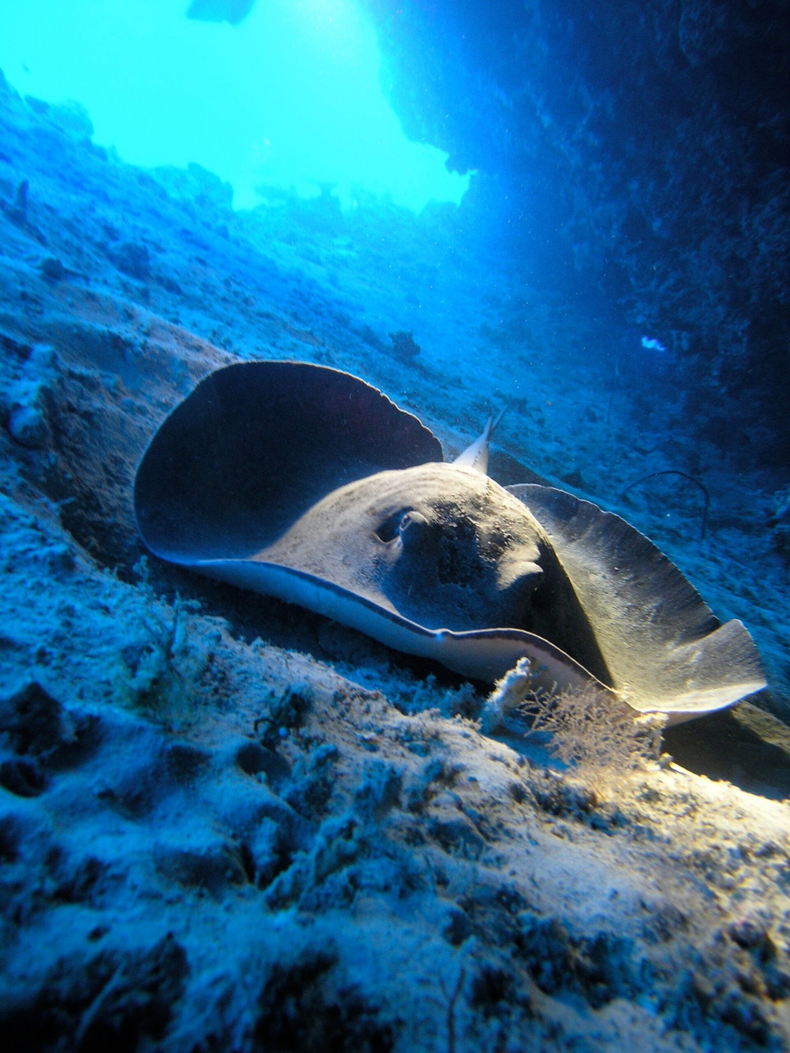 Scuba Diving in Maldives – PADI
