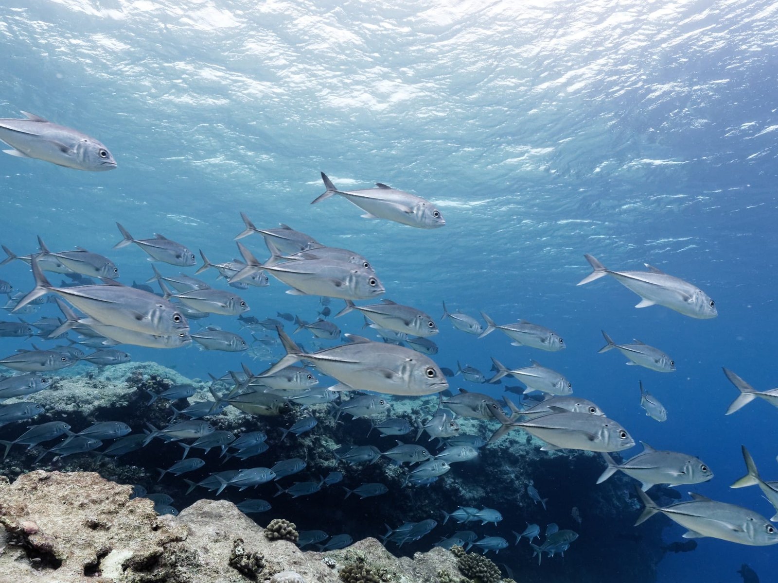Scuba Diving in Maldives – PADI