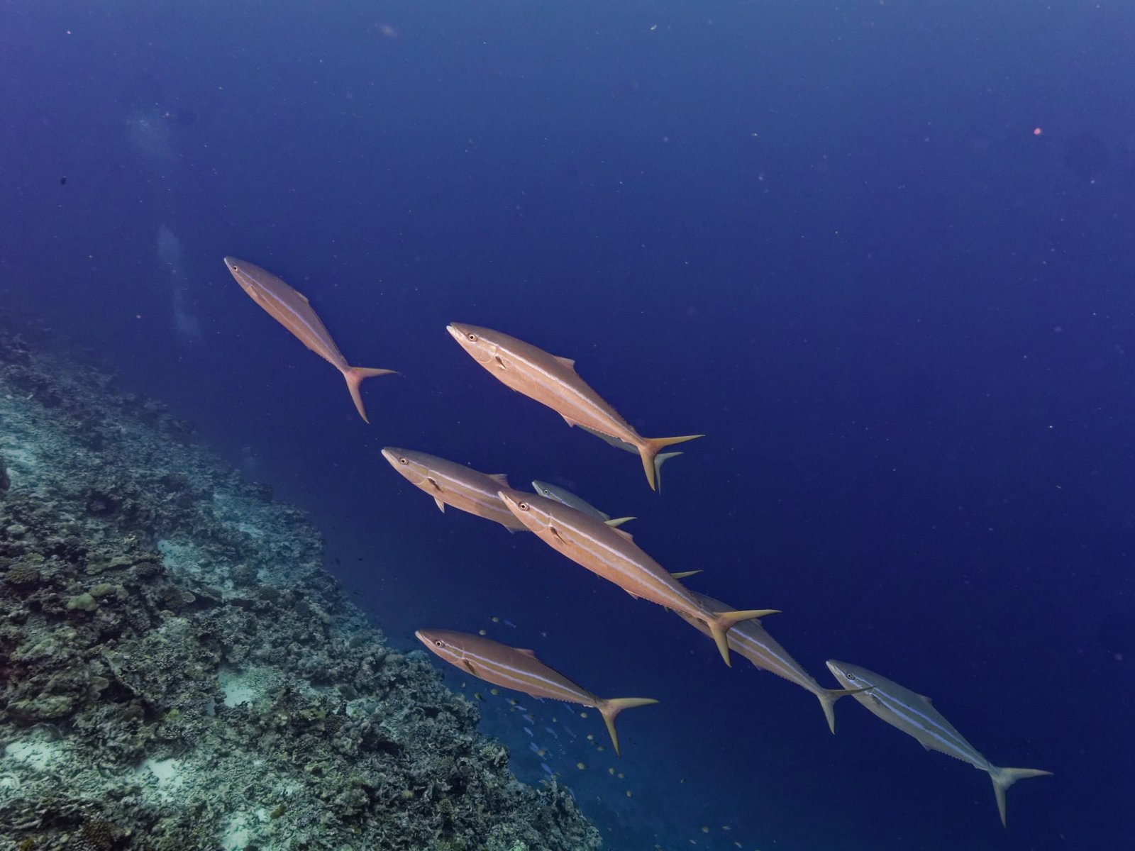 Scuba Diving in Maldives – PADI