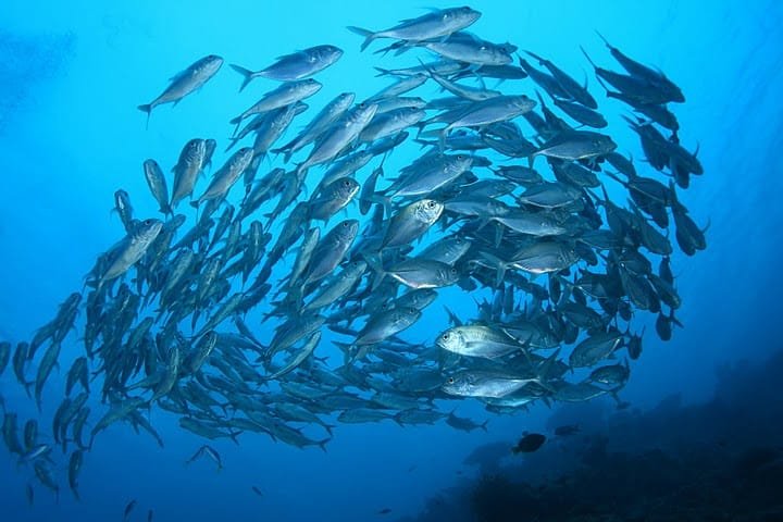 Scuba Diving in Maldives – PADI