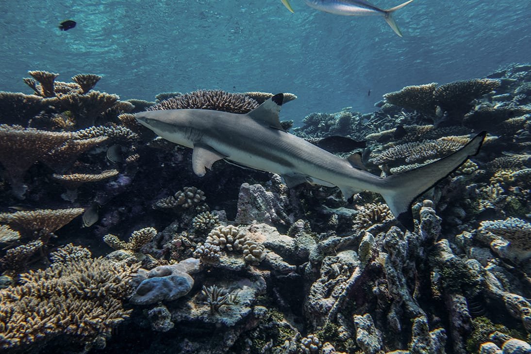 Scuba Diving in Maldives – PADI