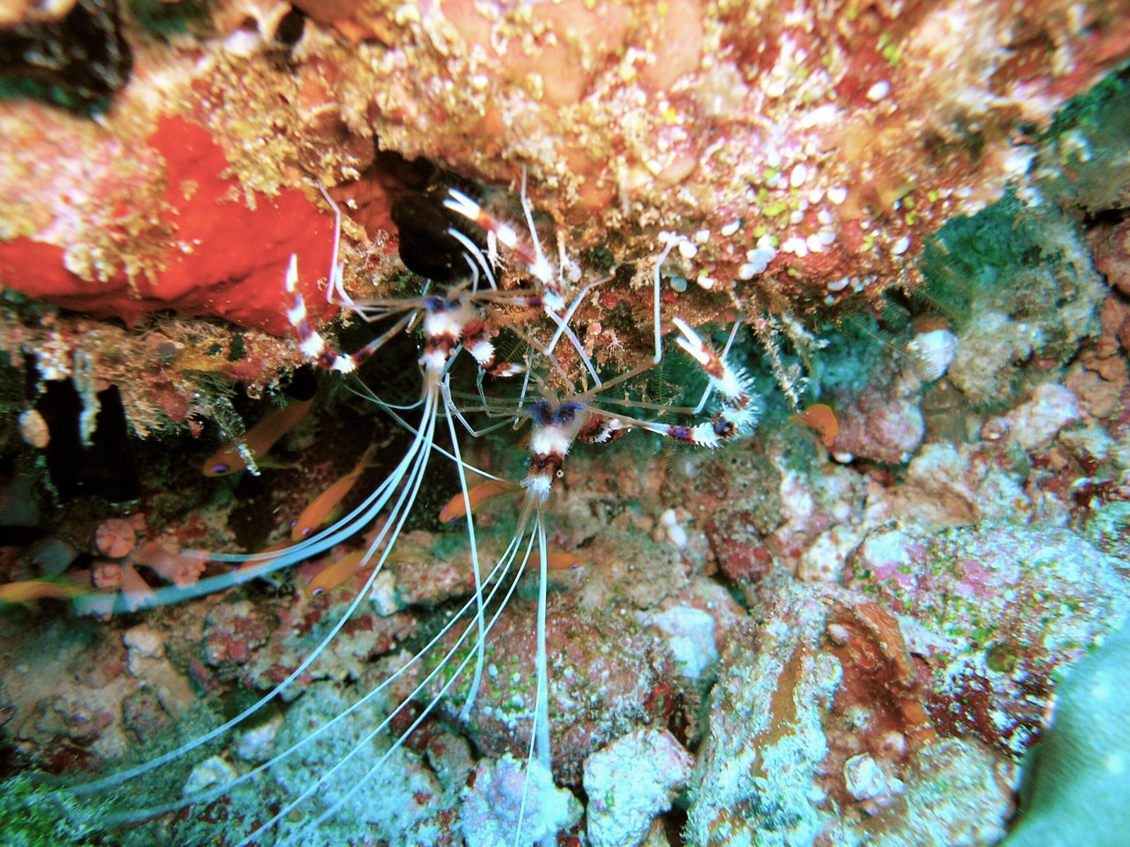 Scuba Diving in Maldives – PADI
