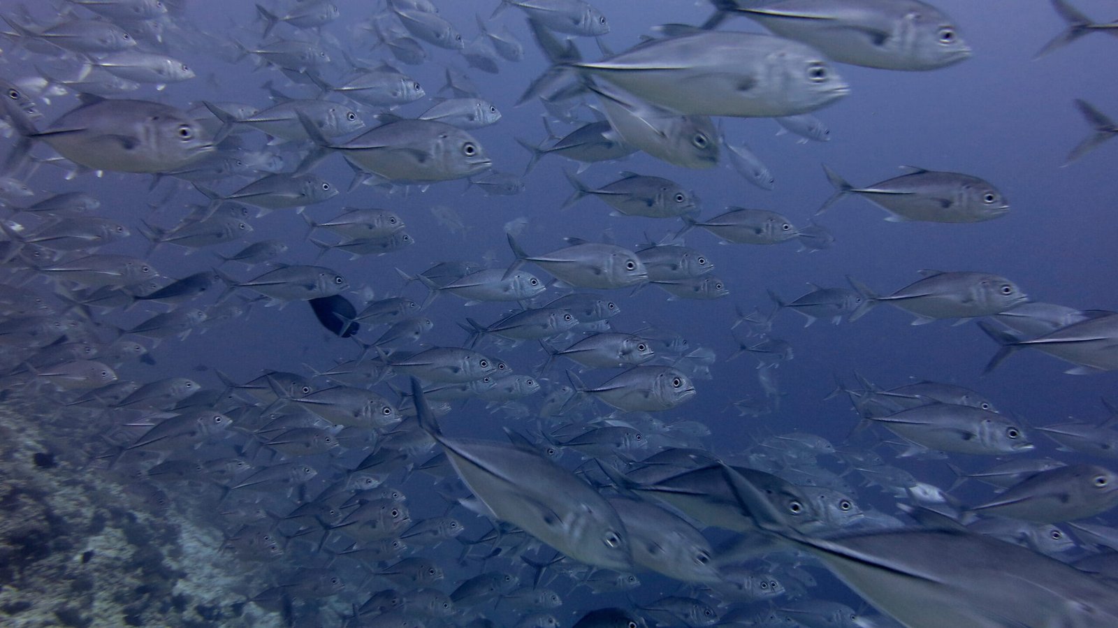 Scuba Diving in Maldives – PADI