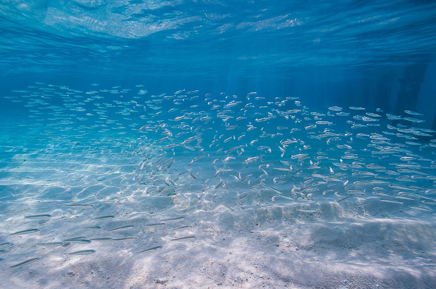 Scuba Diving in Maldives – PADI