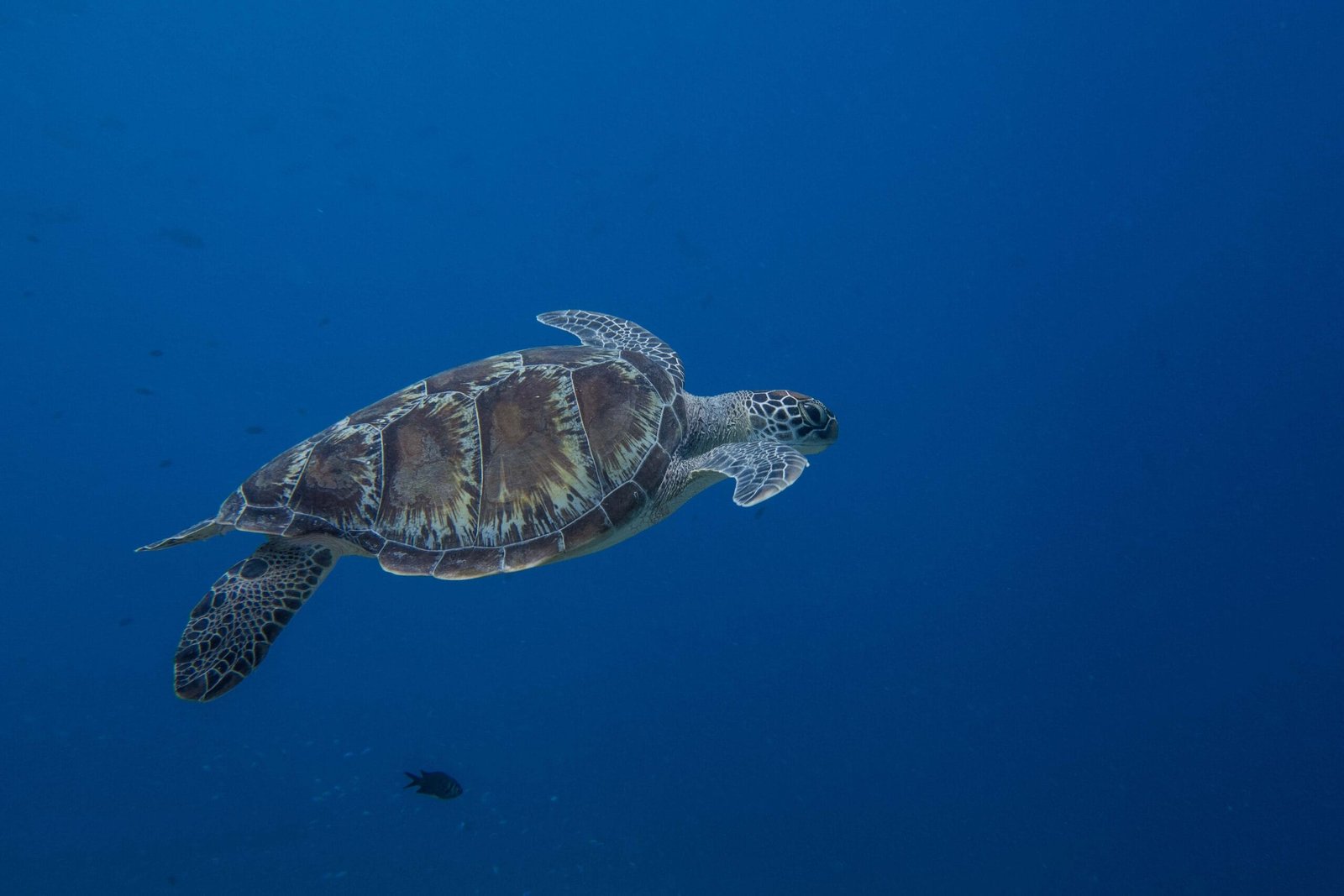 Scuba Diving in Maldives – PADI