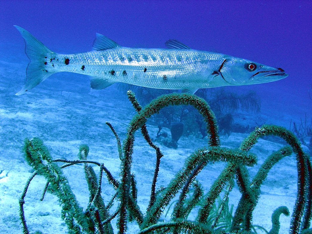 Scuba Diving in Maldives – PADI