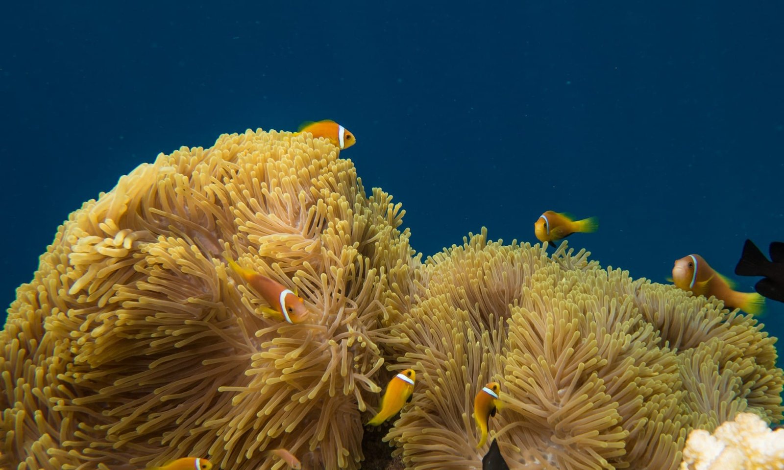 Scuba Diving in Maldives – PADI