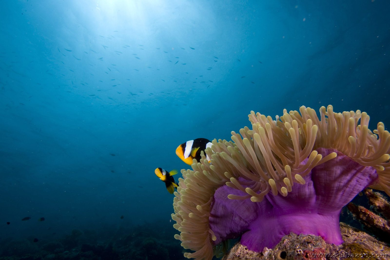Scuba Diving in Maldives – PADI
