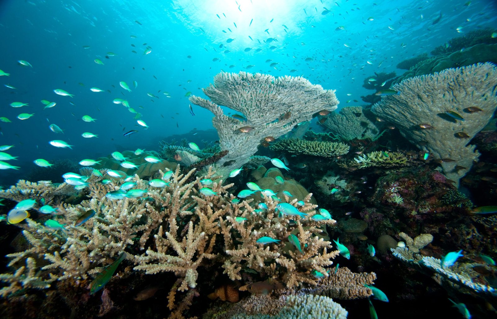 Scuba Diving in Maldives – PADI